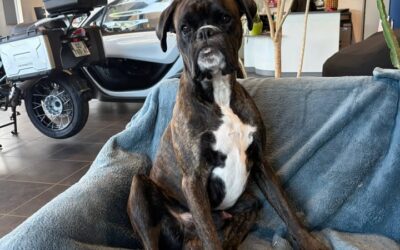 La-plus-belle-des-mascottes-Si-vous-avez-deja-1-1602001531564795-400x250