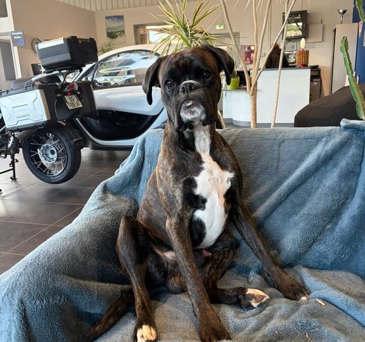 La plus belle des mascottes 🥰🐕 Si vous avez deja…